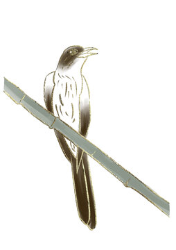 布谷鳥谷雨
