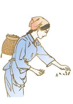 采茶女