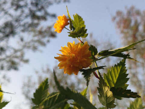 黃棣棠花