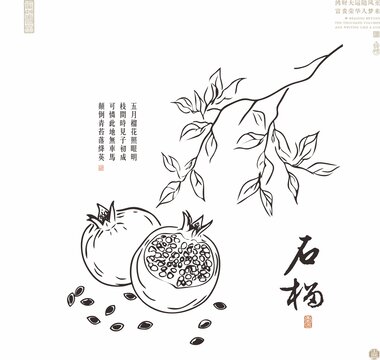 石榴線描圖石榴白描圖