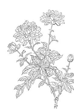白描花卉線稿圖案