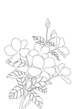 長春花