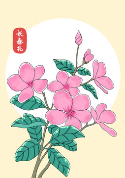 長春花插畫