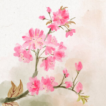 水墨花卉櫻花