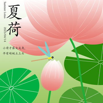 夏荷花