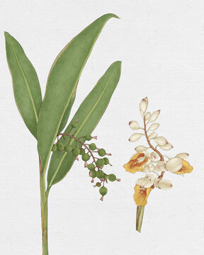 砂仁植株