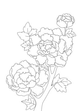 牡丹花線稿