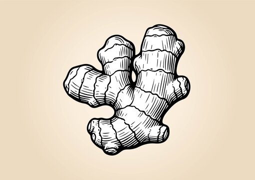 生姜插畫