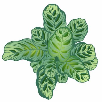 綠植手繪
