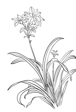 白描線稿花卉圖案素材