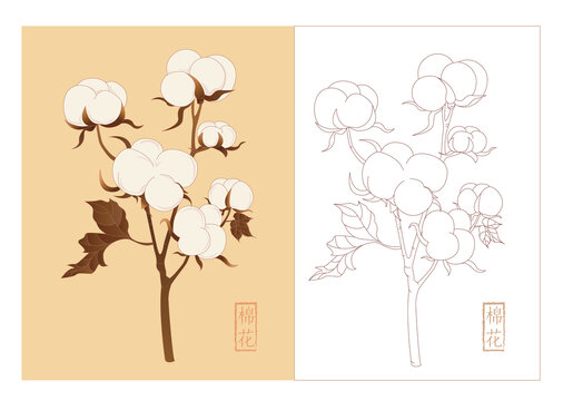 棉花插畫