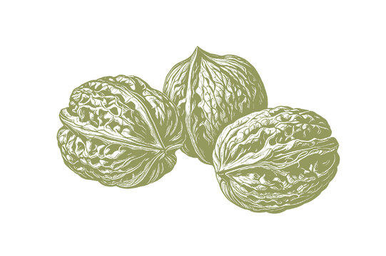 核桃插畫