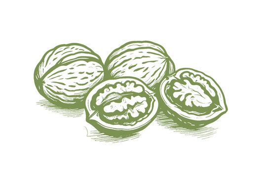 山核桃插畫