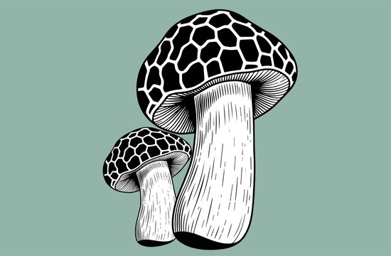 菌菇蘑菇