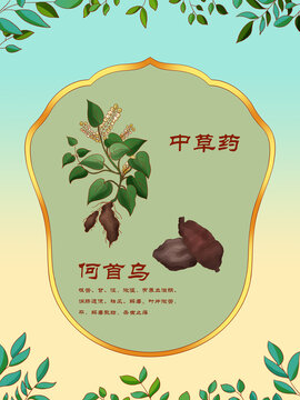 中草藥插圖主題何首烏