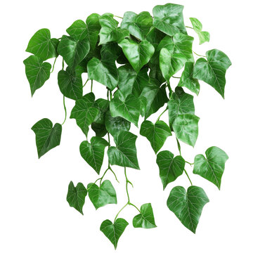 [免摳素材]綠色藤蔓植物裝飾圖