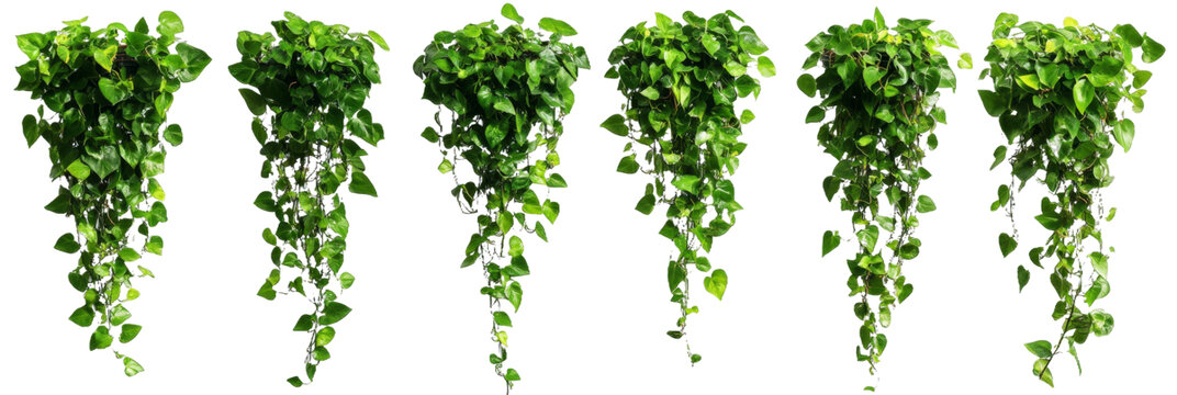 [免摳素材]懸掛盆栽植物組合