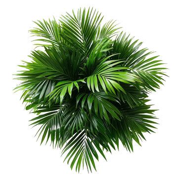 [免摳素材]熱帶棕櫚植物的近距離特寫