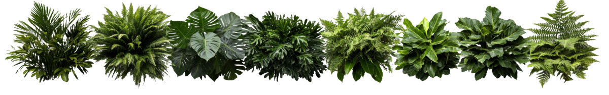 [免摳素材]各種熱帶植物組合