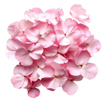 [免摳素材]粉嫩花瓣的精美排列