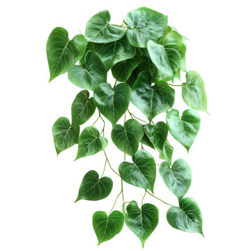 [免摳素材]心形葉子垂吊植物設(shè)計(jì)圖
