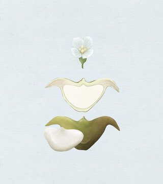 菱角