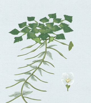 菱角植株