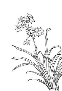白描線稿花卉插畫素材