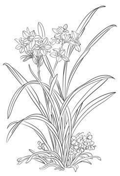 白描線稿鮮花花卉