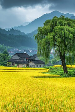 稻田遠(yuǎn)山柳樹