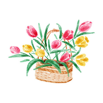 水彩風(fēng)格竹籃鮮花郁金香插畫(huà)