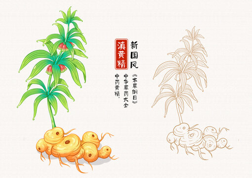 滇黃精草藥插畫(huà)