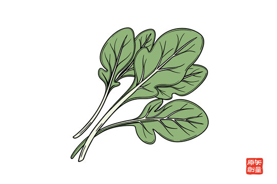 矢量插圖蔬菜新鮮菠菜