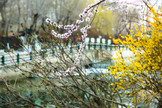 春色桃花