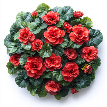 紅秋海棠花叢
