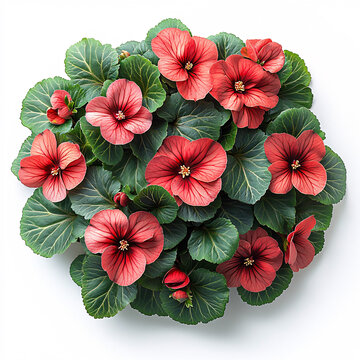 紅秋海棠花叢
