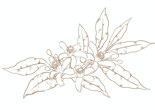 橘子花白描