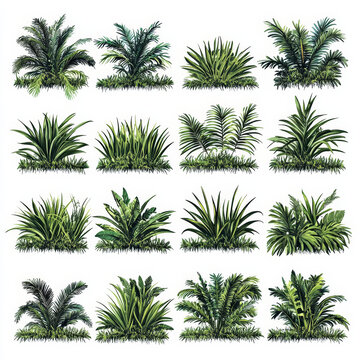 熱帶植物插圖合集