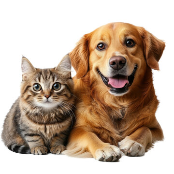 [免摳素材]友愛的金毛犬和貓咪寵物肖像