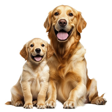 [免摳素材]金毛犬母子親昵合影