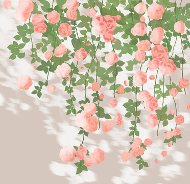 玫瑰花墻花叢月季粉色植物浪漫手繪插畫(huà)