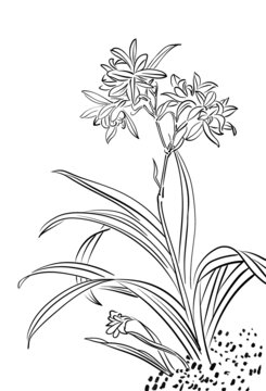 白描線稿花卉插畫元素