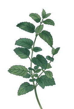 草藥薄荷插畫