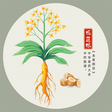板藍(lán)根插畫手繪