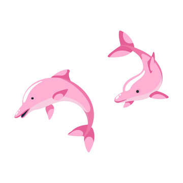 海豚