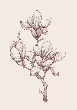 玉蘭花插畫黑白版畫