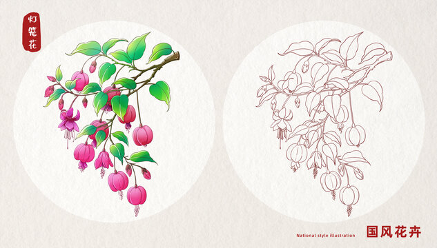 燈籠花插畫
