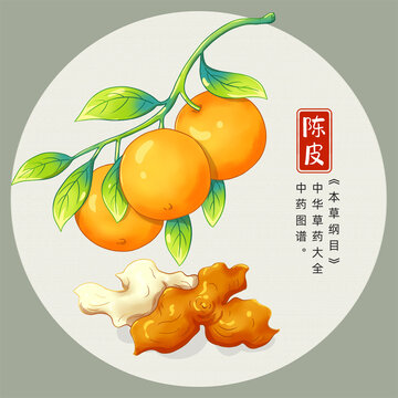陳皮插畫手繪