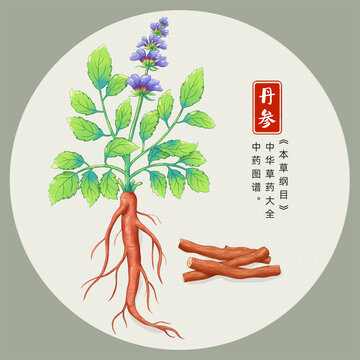 丹參插畫手繪