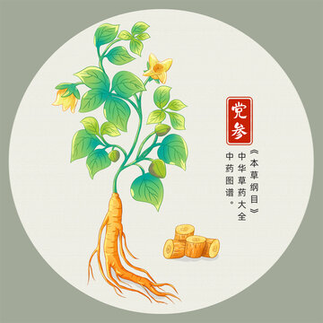 黨參插畫(huà)手繪